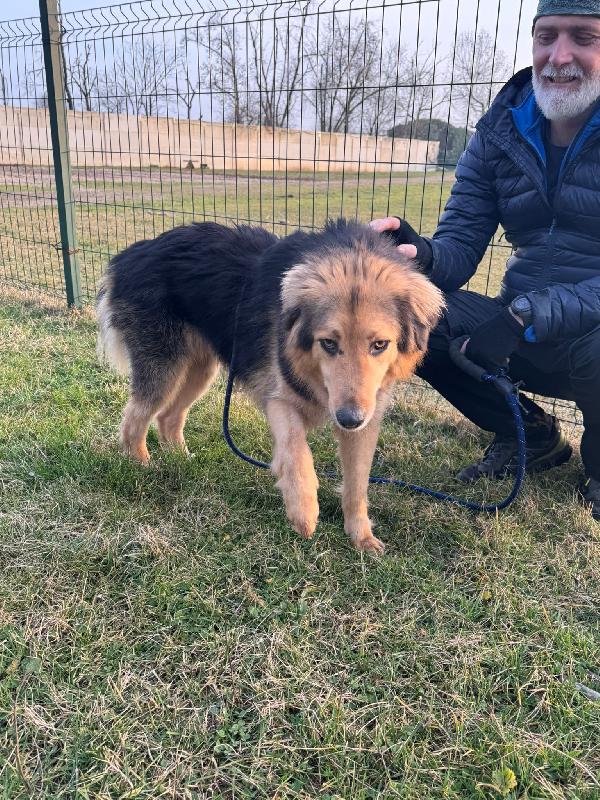 Milou, un magnifico simil pastore Foto 6